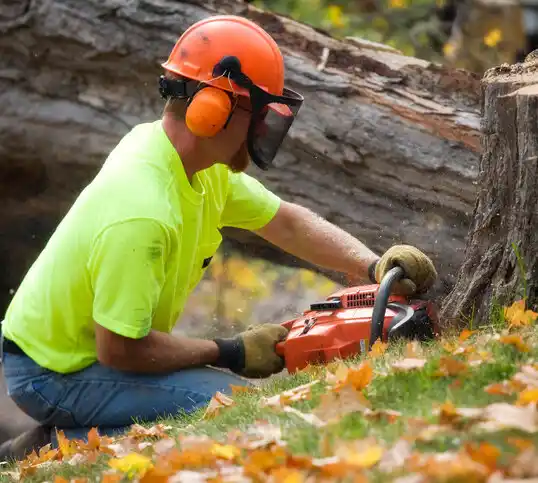 tree services Glendale